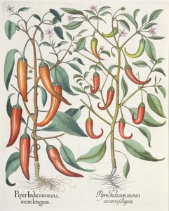 Pfeffer: 1. Piper Indicum maximum longum; 2. Piper Indicum minus recurvis filiquis, aus dem Hortus Eystettensis von Basil Besler, veröffentlicht 1613 von German School