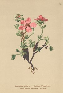 Rosa-Fingerkraut von German School