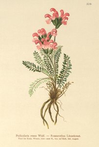 Rosa Läusekraut (Pedicularis rosea)