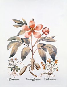 Rosa Pfingstrose