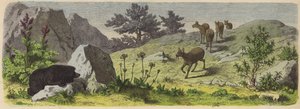 Pflanzen und Tiere der Berge Asiens