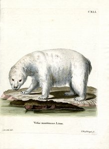 Eisbär von German School