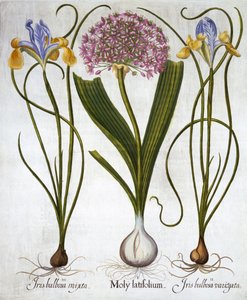 Lila Sensation und Spanische Schwertlilien, aus Hortus Eystettensis, von Basil Besler, veröffentlicht 1613 von German School