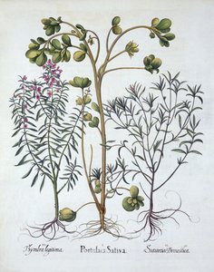 Portulak, Sommer-Bohnenkraut und Winter-Bohnenkraut, aus Hortus Eystettensis, von Basil Besler (1561-1629), veröffentlicht 1613 von German School