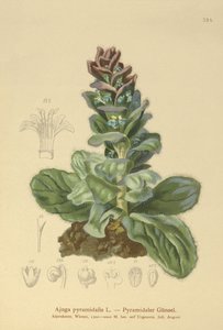 Pyramiden-Günsel (Ajuga pyramidalis)