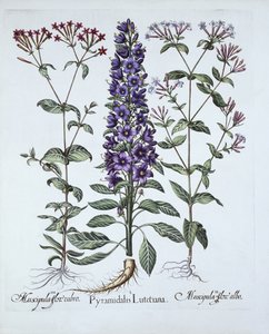 Pyramiden-Glockenblume, Muscipulas, aus Hortus Eystettensis, von Basil Besler, veröffentlicht 1613 von German School