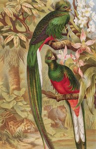 Quetzal, Tafel aus Brehms Tierleben: Allgemeine Kunde des Tierreichs, Bd. 5, S. 6, veröffentlicht vom Bibliographischen Institut, 1892