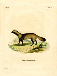 Marderhund von German School