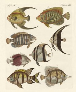 Seltene indische Fische von German School