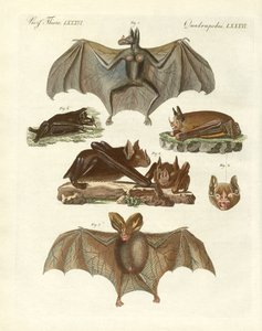 Seltene Fledermäuse