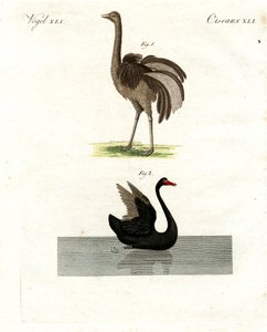 Seltene Vögel von German School