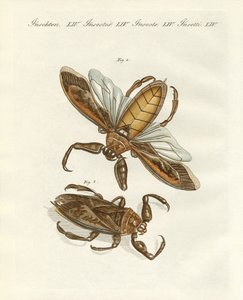 Seltene Insekten von German School