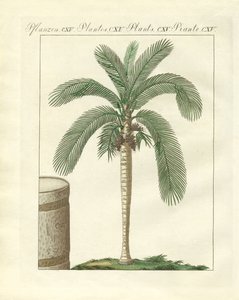 Seltene Bäume