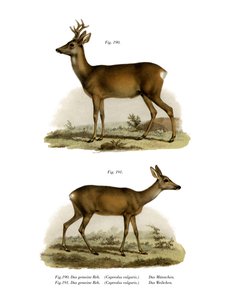 Rothirsch, 1860