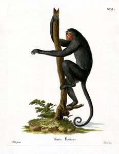 Rotgesichtiger Klammeraffe