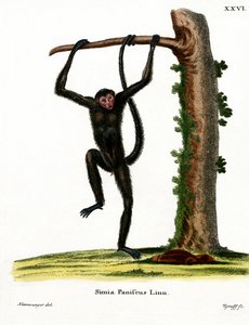 Rotgesichtiger Klammeraffe