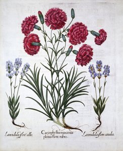Rote Nelke und Lavendel, aus Hortus Eystettensis, von Basil Besler, veröffentlicht 1613 von German School