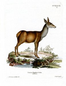 Rothirsch