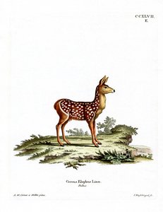 Rotwildkalb