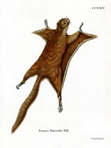 Roter Riesengleithörnchen von German School