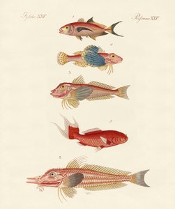 Rote Fische von German School