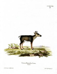 Rentierkalb