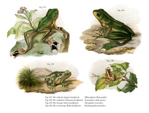 Reinwardts Flugfrosch