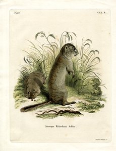 Richardsons Ziesel