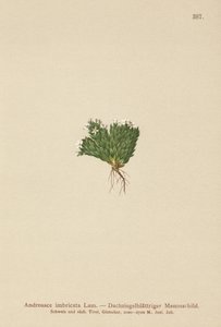 Felsen-Mannsschild (Androsace imbricata, Aretia imbricata)