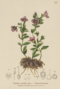 Felsen-Ehrenpreis (Veronica saxatilis)