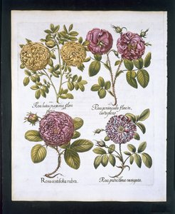 Rosen, Tafel 95 aus Hortus Eystettensis von Basil Besler (1561-1629), veröffentlicht 1613 von German School