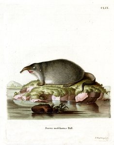 Russischer Desman