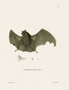 Sackflügelfledermaus von German School