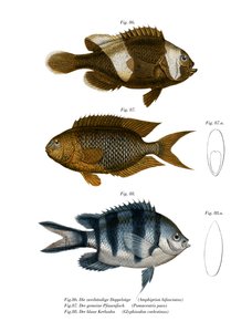 Sattelrücken-Anemonenfisch