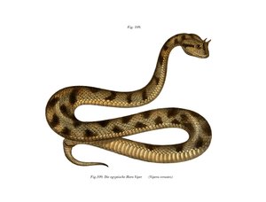 Sahara-Sandviper