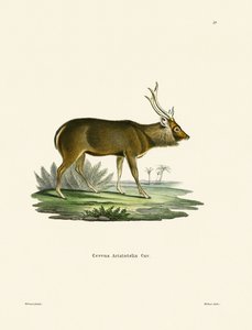 Sambar (farbige Gravur)