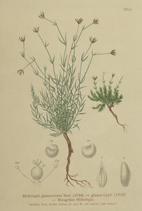 Sandkraut von German School