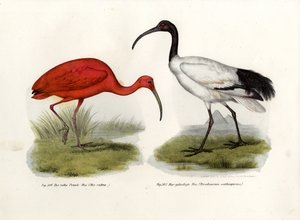 Scharlachsichler