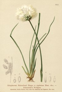 Scheuchzers Wollgras (Eriophorum Scheuchzeri, Eriophorum capitatum)