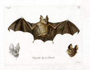 Schneiders Blattnasenfledermaus