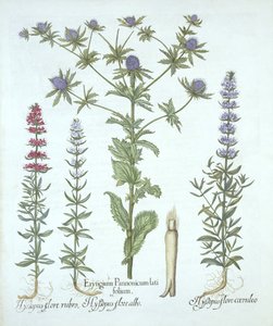 Meeresdistel und drei Arten von Ysop, aus Hortus Eystettensis, von Basil Besler, veröffentlicht 1613 von German School
