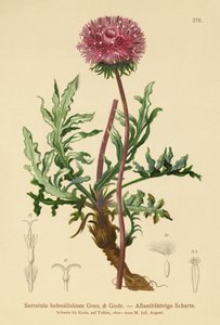 Serratula