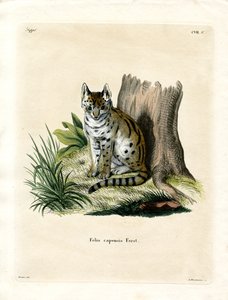 Serval von German School