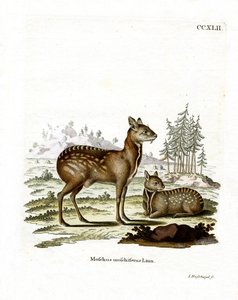 Sibirischer Moschustier