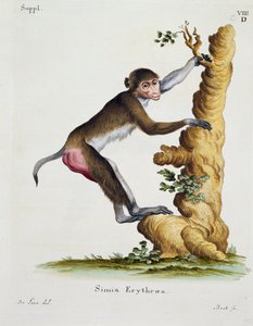 Simia erythraea, aus Säugetiere aus der Natur illustriert mit Beschreibungen, von Johann Christian Daniel von Schreber (1739-1810), Gravur von IC Bock nach einer Zeichnung von De Seve