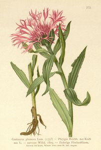 Einblütige Flockenblume
