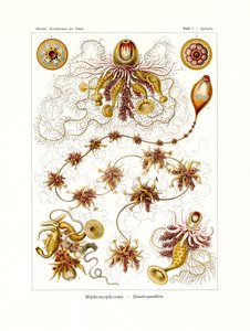 Siphonophorae von German School