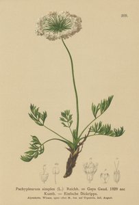 Kleine Alpen-Bärwurz (Pachypleurum mutellinoides, Pachypleurum simplex, Neogaya simplex, Gaya simplex, Ligusticum simplex) von German School