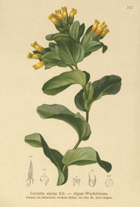 Glatter Wachsblumen