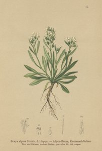 Glattes Felsenblümchen
